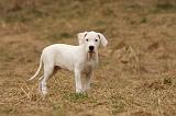 DOGUE ARGENTIN 171